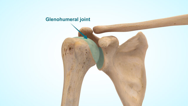 Glenohumeral joint or shoulder joint of 3d illustration