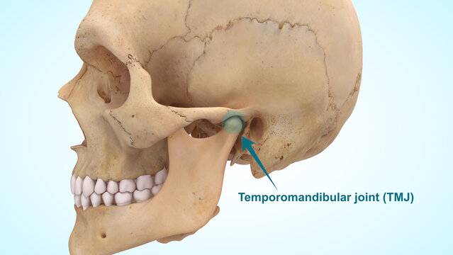 The temporomandibular joint (TMJ) of 3D illustration