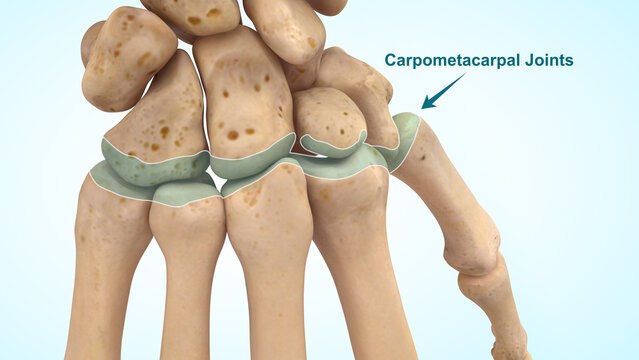 carpometacarpal joints of 3d illustration