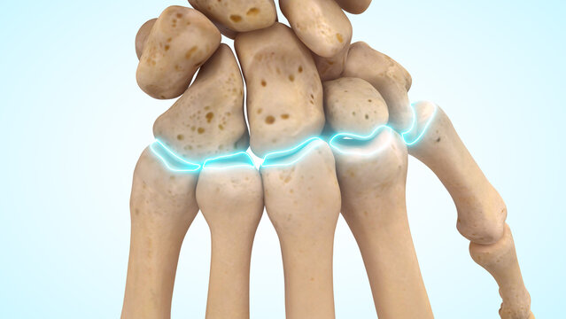 carpometacarpal joints of 3d illustration