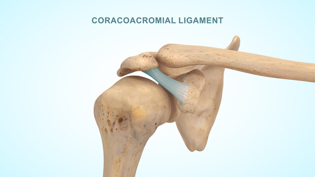 The coracoacromial ligament of 3d illustration