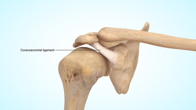 The coracoacromial ligament of 3d illustration