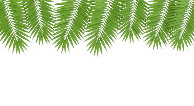 Tropical green palm leaves border over white background with tropical