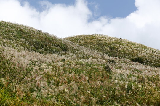 Silver Grass Covers a Sunlit Mountain Hillside.