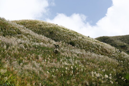 Silver Grass Covers a Sunlit Mountain Hillside.