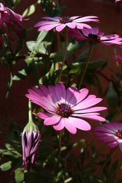 Fiori di margherita africana dai petali rosa e viola acceso in pieno sboccio estivo illuminati dalla luce del sole su uno sfondo scuro