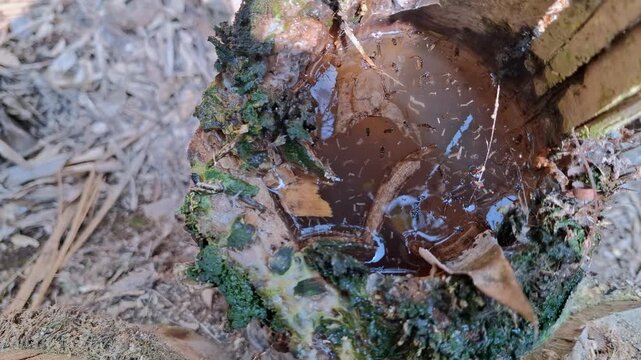 Mosquito Larvae Thriving in Stagnant Water Puddle Nature's Breeding Ground