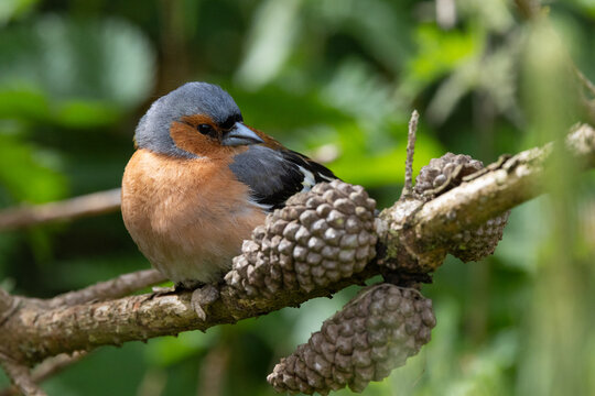 Chaffinch sat on a branch beside a pine cone, County Durham, England, UK.
