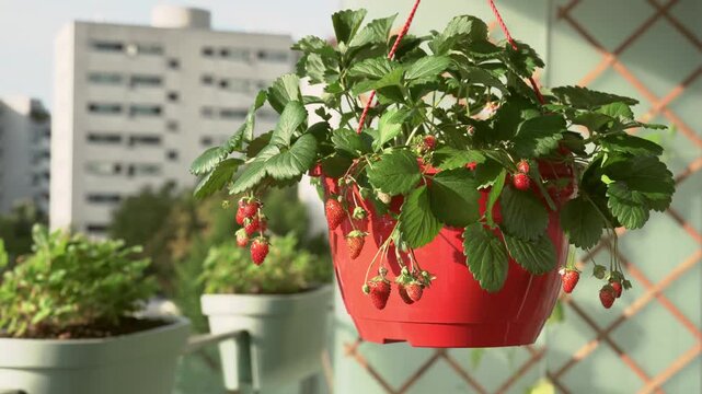 Lush green potted strawberry plant with ripe red berries hanging on sunlit urban balcony