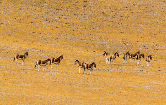 Wildlife in Changtang National Nature Reserve, Ngari, Tibet, China, including Tibetan wolves, chiru, Tibetan gazelles and kiangs on the high-altitude plateau.