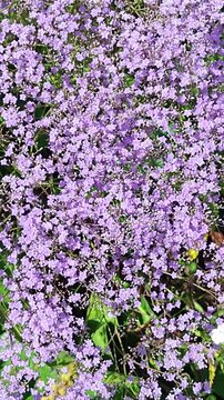 Blooming Limonium with Abundant Small Purple Flowers, Vertical Floral Background