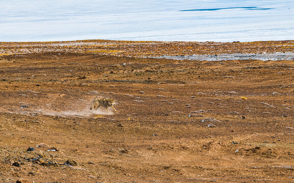 Wildlife in Changtang National Nature Reserve, Ngari, Tibet, China, including Tibetan wolves, chiru, Tibetan gazelles and kiangs on the high-altitude plateau.