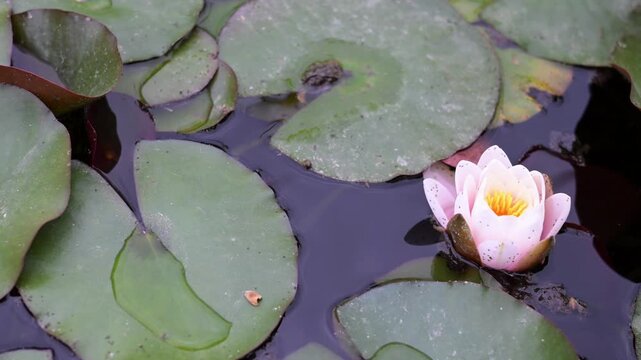 Beautiful Pink Water Lily (Nymphaea) Blooming on Calm Pond. Elegant Aquatic Flower