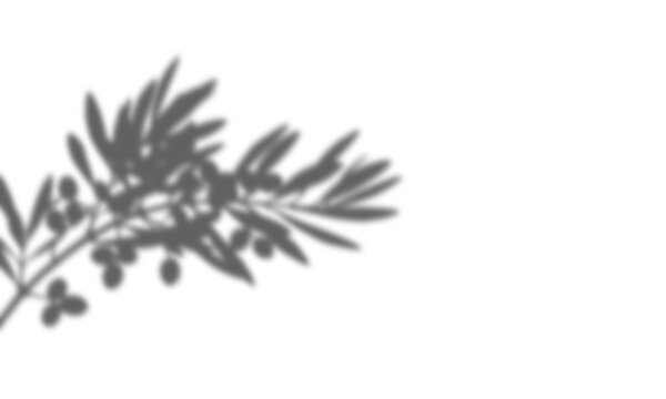 Natural olive branch shadow overlay for creative design projects isolated on transparent background