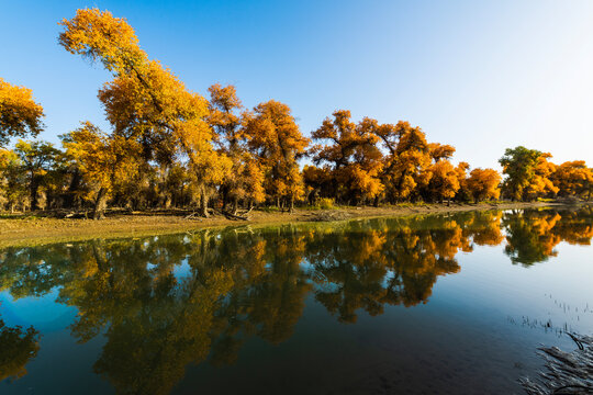 Autumn landscapes of Euphrates poplar forests along the Tarim River in Luntai and Yuli counties, Xinjiang, China, with Taklamakan Desert dunes, wetlands and golden foliage.