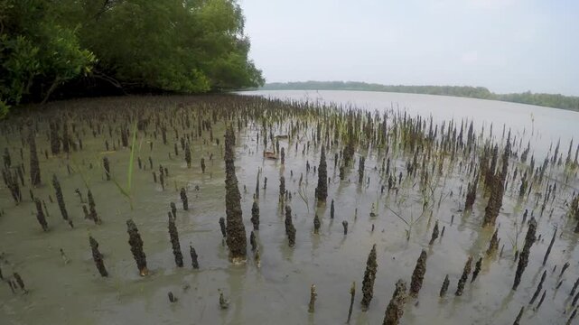 Timelapse of breathing roots in mudflats of mangrove forest during high tide, serving as a crucial habitat for wildlife like mudskippers and crabs, Sundarbans in Ganges delta