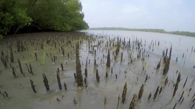 Timelapse of breathing roots in mudflats of mangrove forest during low tide, serving as a crucial habitat for wildlife like mudskippers and crabs, Sundarbans in Ganges delta
