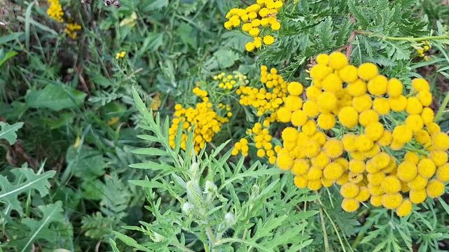 Yellow tansy flowers blooming in green grass field. Nature background with botanical texture and floral pattern. Natural garden scenery for ecological greeting card.
