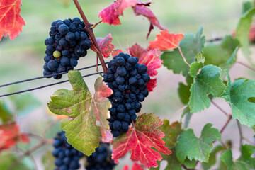Obraz premium Vibrant vineyard grapes in autumn.