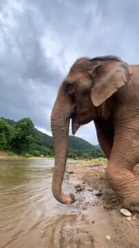 Friendly  elephant drinking and playing with water in a river in nature