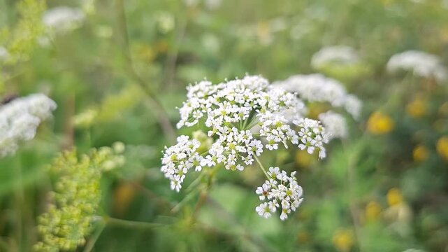 White cow parsley flowers in a green meadow. Natural background for greeting card. Floral pattern with bokeh effect for springtime design and spring celebration.