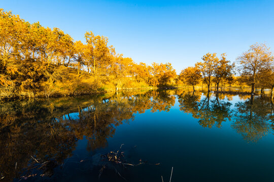Autumn landscapes of Euphrates poplar forests along the Tarim River in Luntai and Yuli counties, Xinjiang, China, with Taklamakan Desert dunes, wetlands and golden foliage.