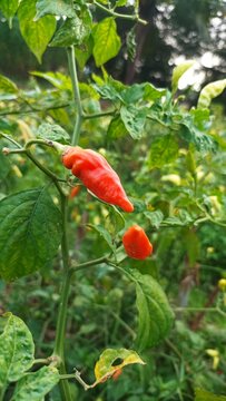 Ripe red chili pepper growing on plant in garden close up. Hot spicy red cayenne pepper on bush outdoor.
