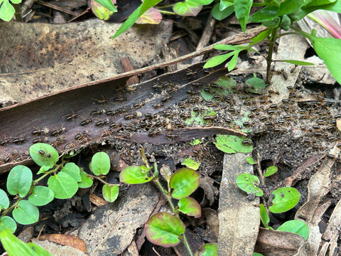 Termites are walk in line on wood in garden.