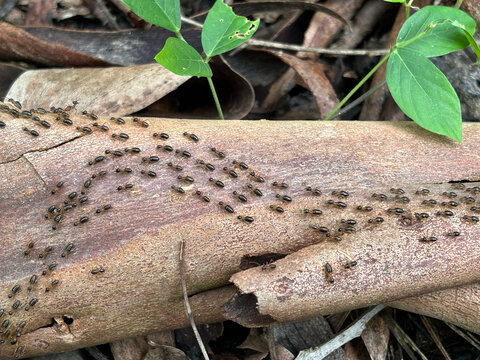 Termites are walk in line on wood in garden.