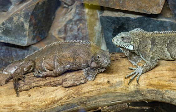 Two Green Iguanas Resting Face to Face on a Large Fallen Log