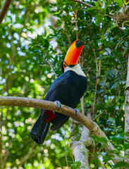 Toco Toucan Raising Its Brilliant Bill beneath a Tropical Forest Canopy © Arakawa27