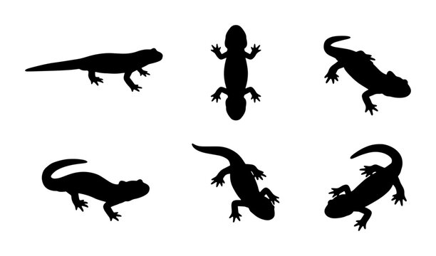 Salamander Silhouettes Vector Set, Reptile Animal Icons, Amphibian Wildlife Graphics, Black and White