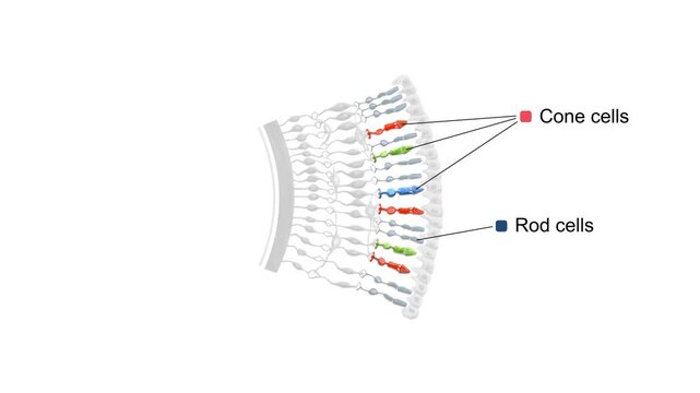 Human Retina Cell Layers Anatomy Animation with Rod Cells, Cone Cells, Bipolar Neurons and Ganglion Cells Medical 3D