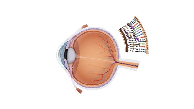 Human Eye Cross Section Anatomy Animation Showing Retina Structure, Light Transmission and Visual Processing Medical Illustration