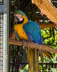 Blue-and-yellow Macaw Perched inside a Tropical Aviary © Arakawa27