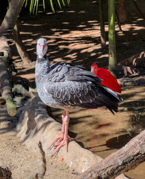 Southern Screamer by Pond with Scarlet Ibis