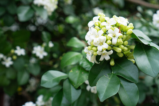 Close up of blooming white orange jasmine flowers with green leaves in tropical garden. Beautiful natural floral background with copy space for environment and nature concept.
