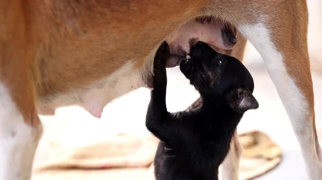A heartwarming 4K slow-motion close-up of a newborn puppy nursing from its mother, capturing a tender moment of maternal care and early life.