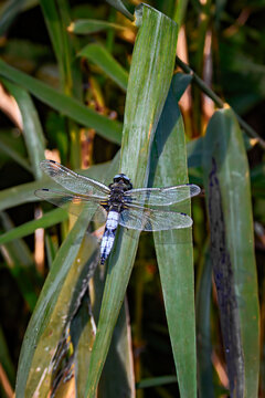 scarce chaser,libellula fulva,dragonfly resting