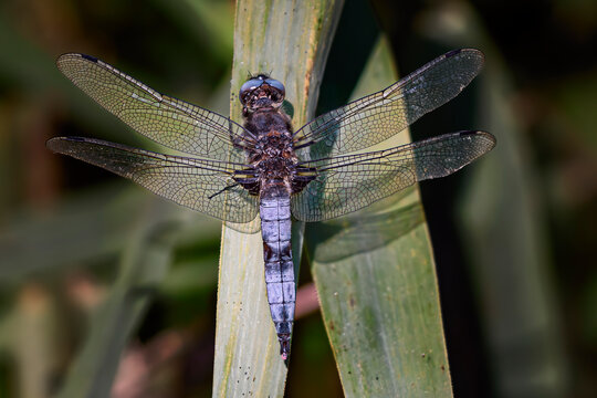 scarce chaser,libellula fulva,dragonfly resting