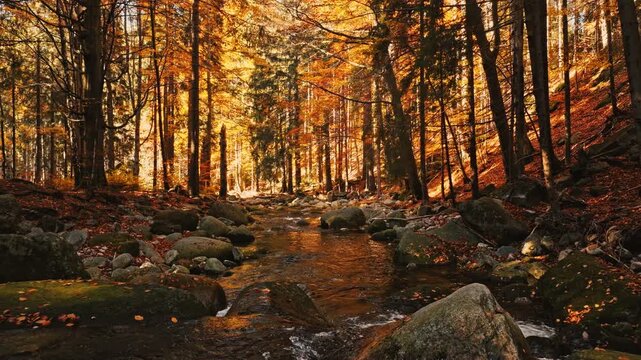 Smooth cinematic flight above a rocky forest stream surrounded by vibrant autumn foliage. Features authentic rushing water and real birdsong, creating a peaceful natural woodland atmosphere.
