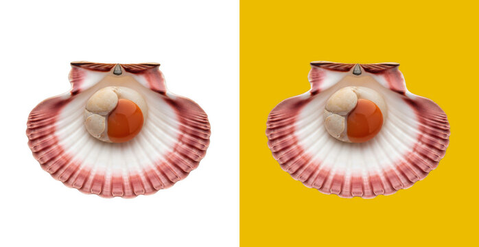 Fresh raw scallop shellfish with orange meat inside an open textured shell isolated for culinary and seafood menu design