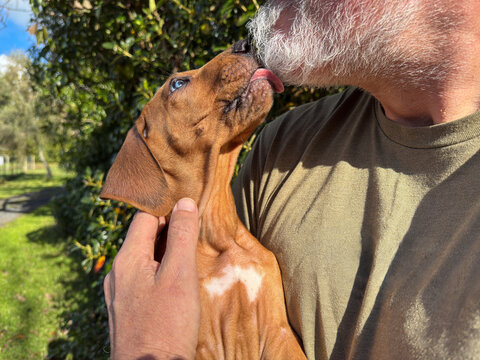 Cute 8-week-old Rhodesian Ridgeback puppy affectionately licks the beard of a senior man.