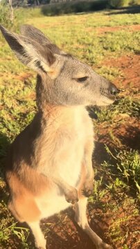 kangaroo standing on grass in sunlight in wildlife