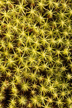 Juniper haircap moss (Polytrichum juniperinum) green macro pattern texture background. Wild subarctic forest flora near Lake Kolvitsa, Kola Peninsula, Murmansk Oblast, Russia