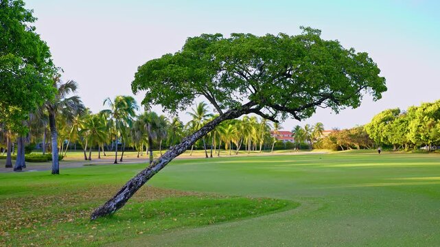 A tree with green leaves and a black and white trunk in a vibrant park landscape. A tranquil urban natural scene. A public park in a modern, green city.