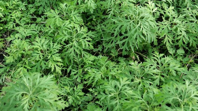 Artemisia Annua, Medicinal plant 