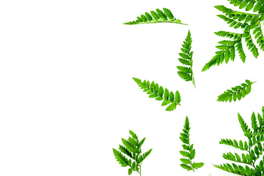 Fern leaves on white background top view border copy space. Spring background