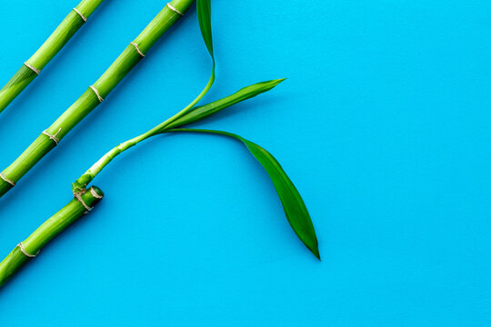 Asian background. Green bamboo branches on blue background top view copy space