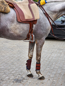 Close up of premium leather equestrian saddle and protective boots on gray horse standing on cobblestone road